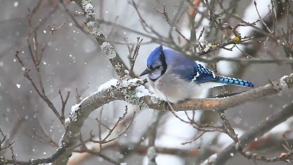 The Little Bluebird in the Snow