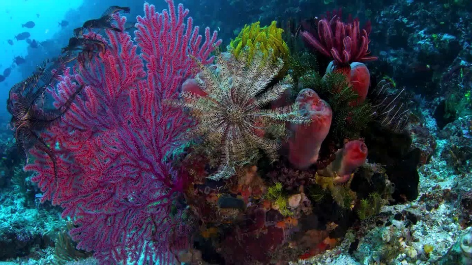 Corales de organismos marinos