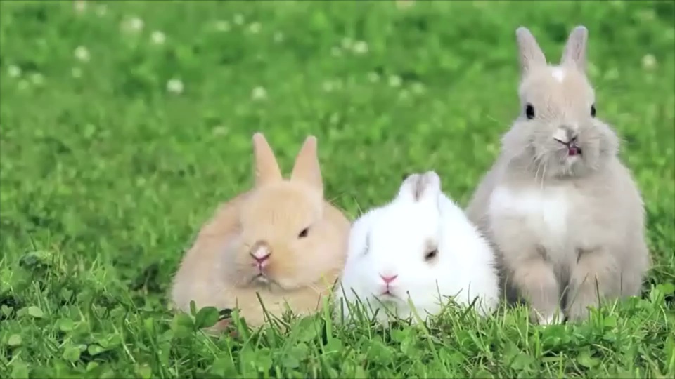 Cute rabbit