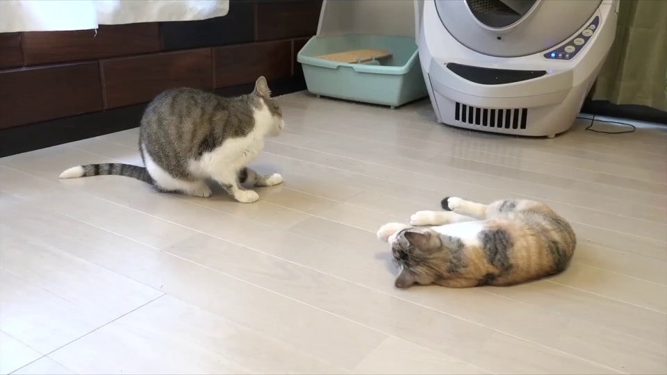 猫の家