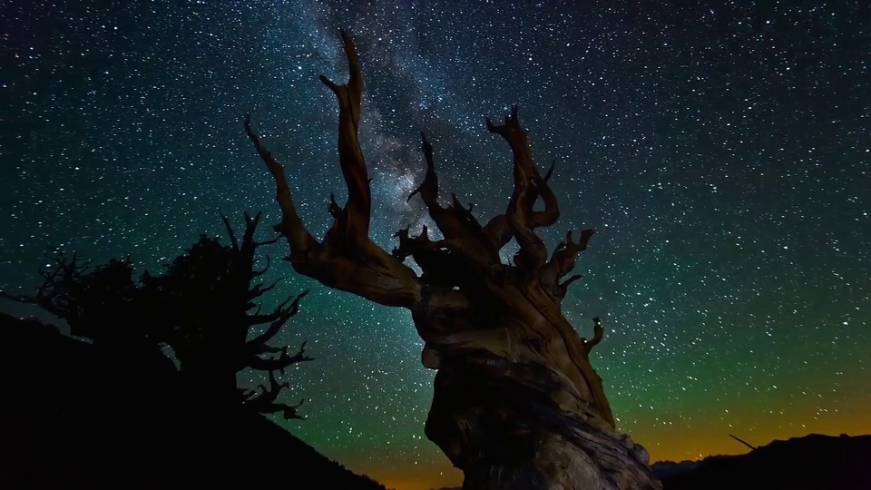 Dead trees under the starry sky