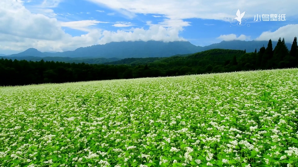 Campo de flores