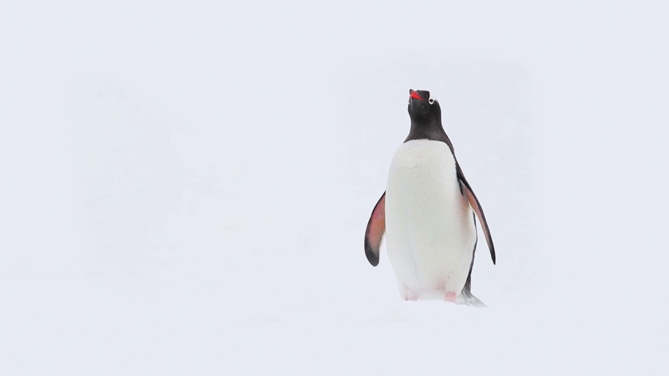 Lindo pingüino