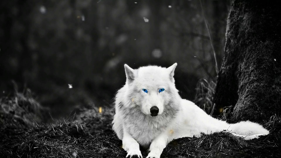 Lonely White Wolf