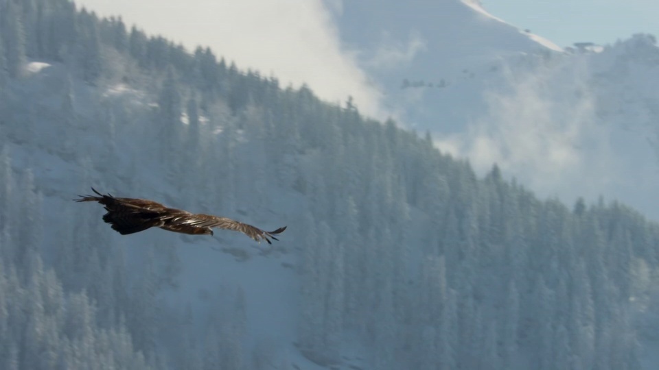 L'aigle volant