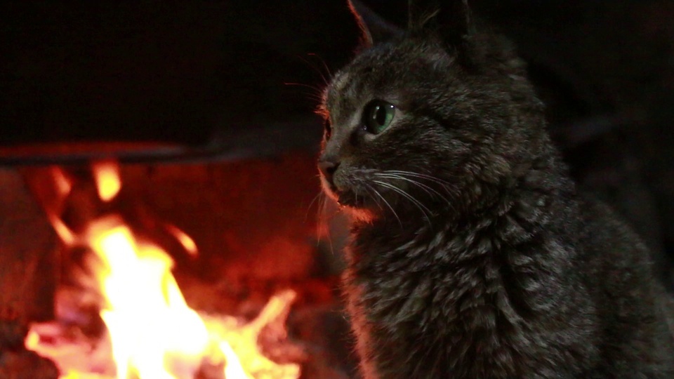 O Gatinho junto ao Fogo