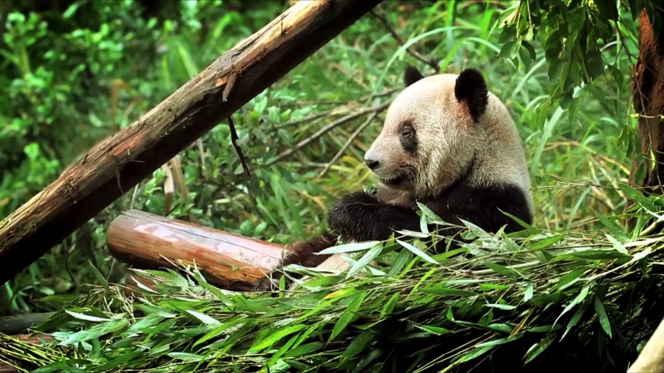 Pandas que comen bambú