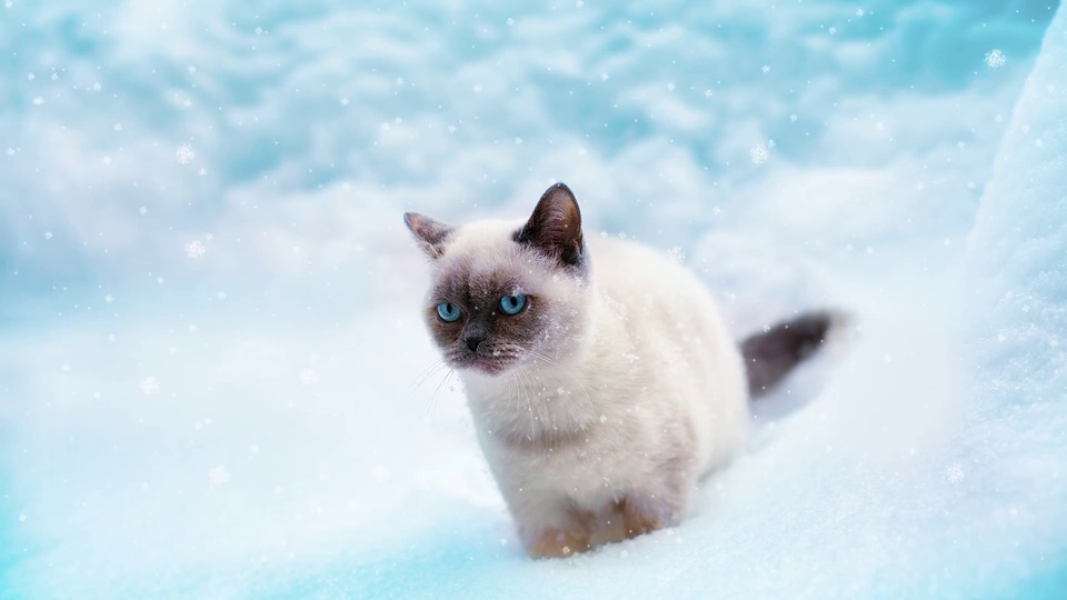 El gato qu Luo en la nieve