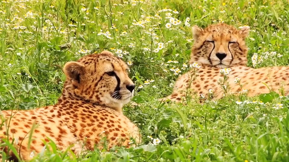 Leopardo Flor