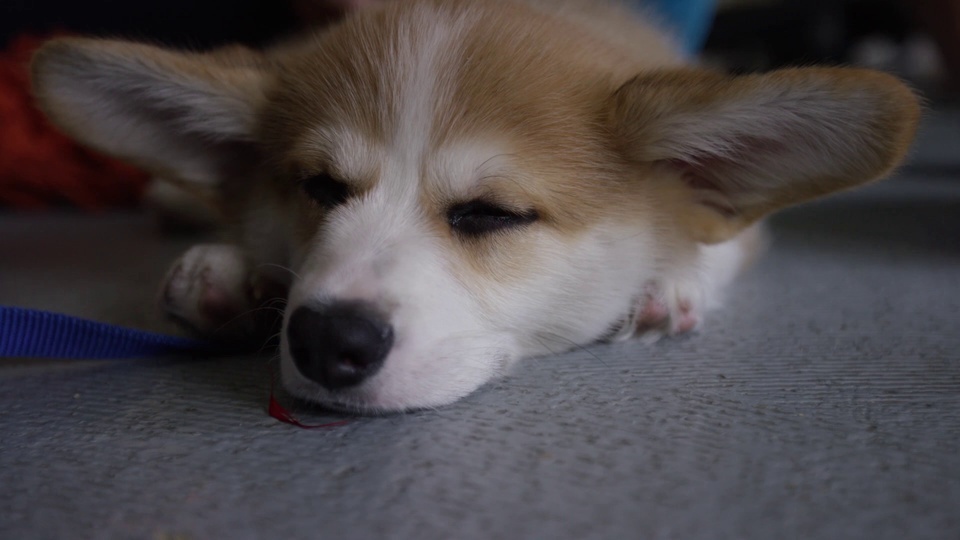 Sleepy corgi