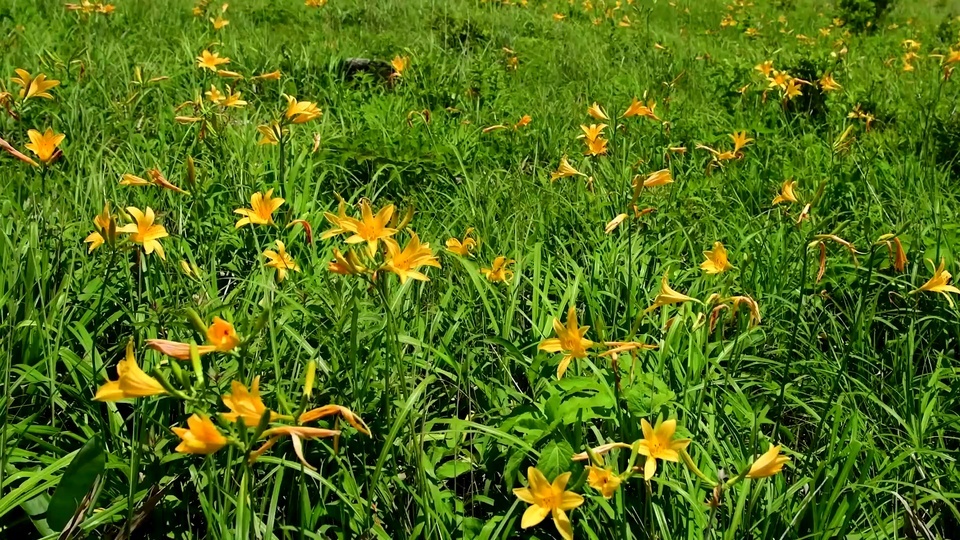 Flowers and plants