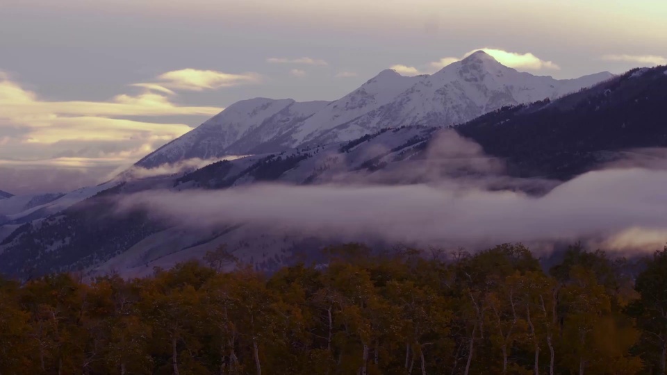 Mountain forests