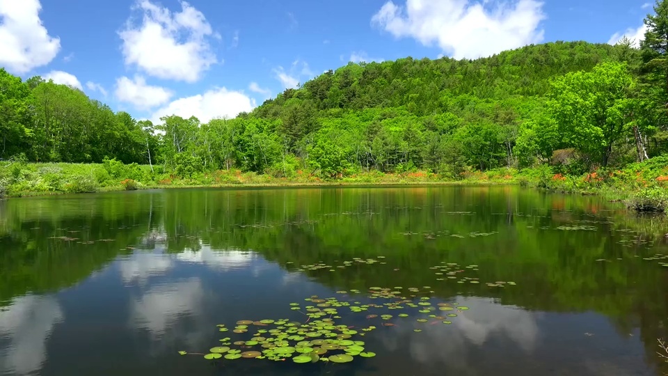 池塘风景