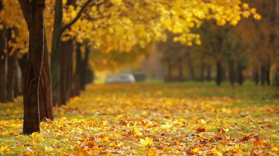 Avenida Ginkgo 4K