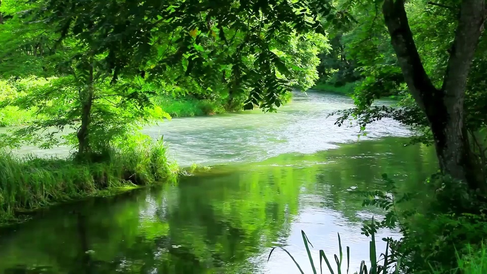 绿树河流