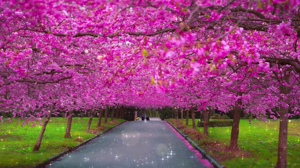 Cherry Blossom Rain