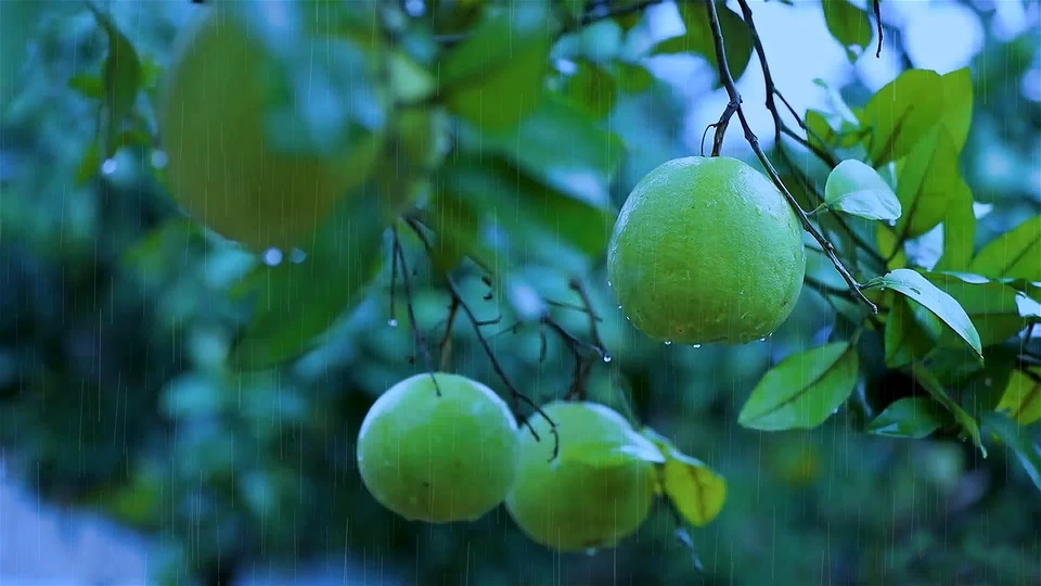 fruit tree