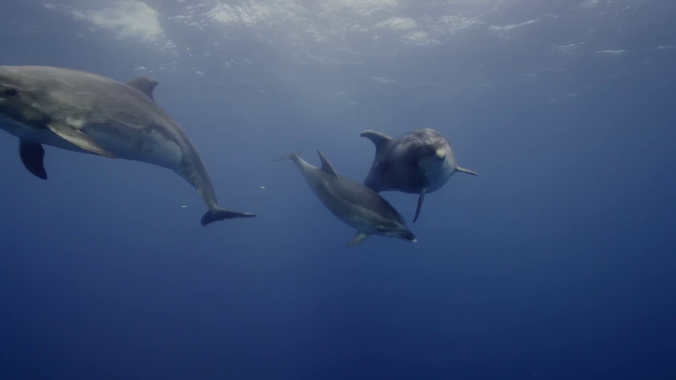 Deep sea dolphins