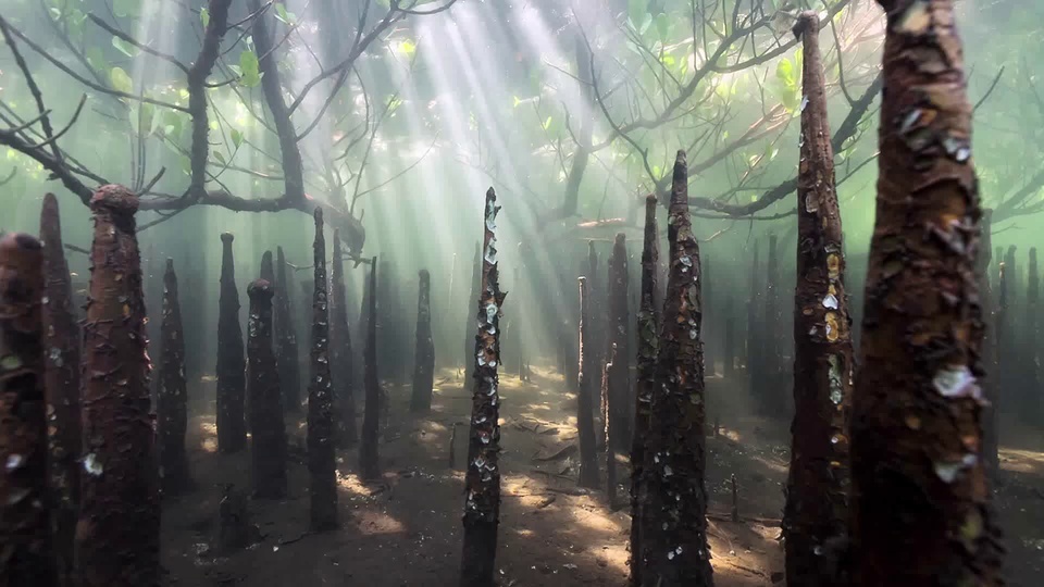 海洋生物