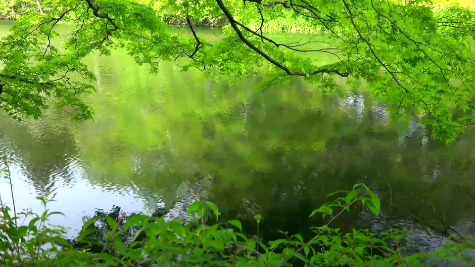 小溪水流