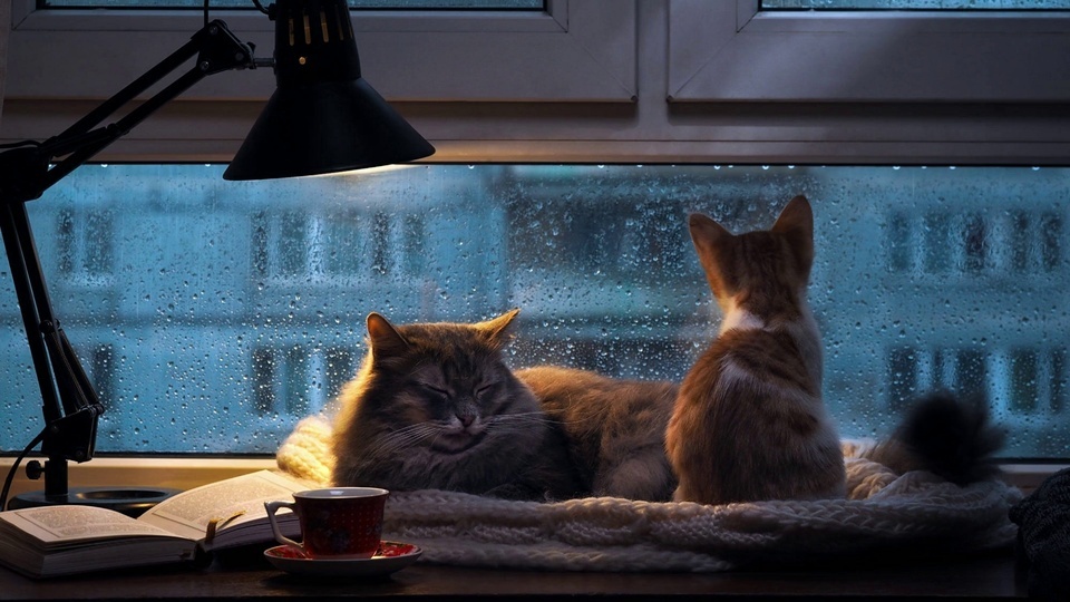 Chat chaud par temps de pluie