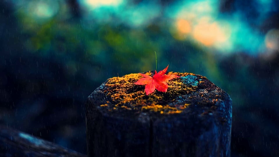 雨中枫叶