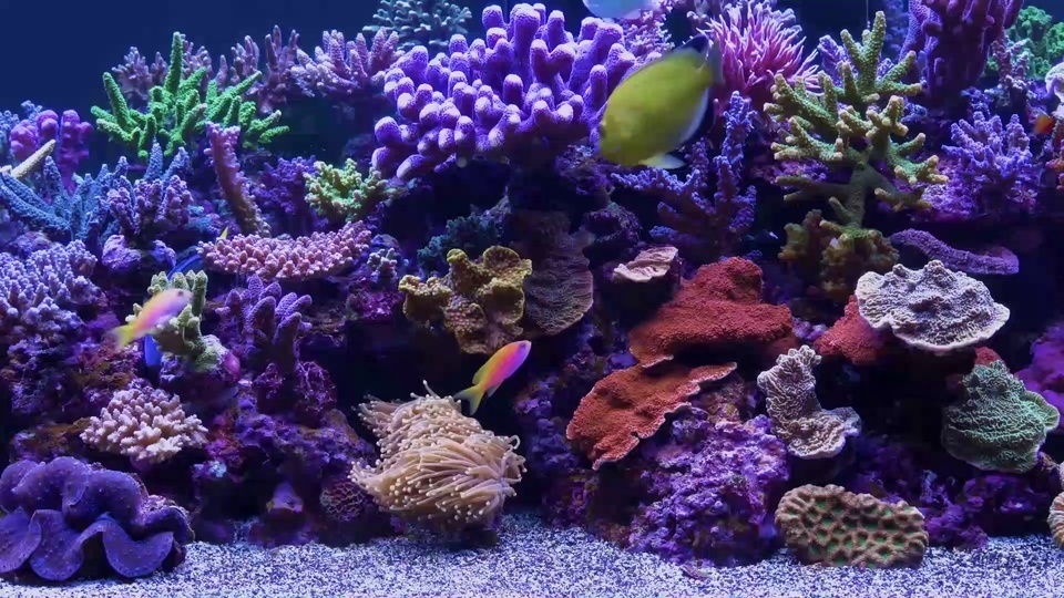 aquarium