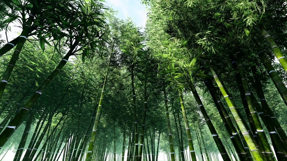 Bamboo forest in the wind