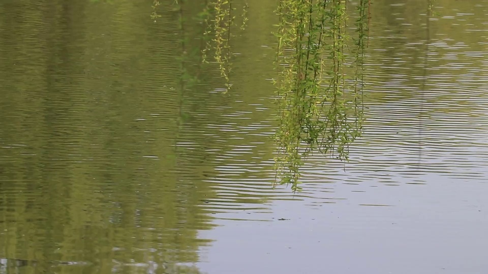 Willow trees by the river