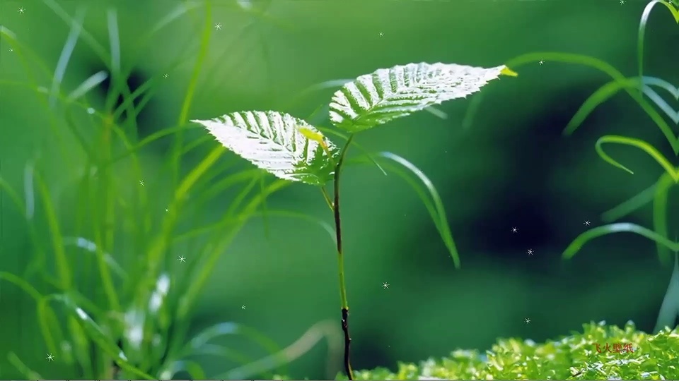 Green leaves