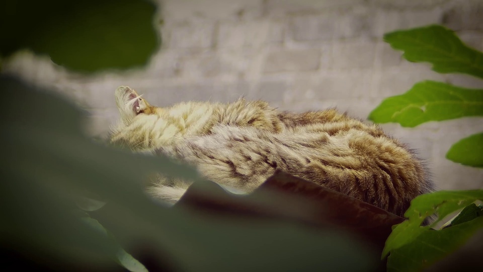 A cat licking its fur