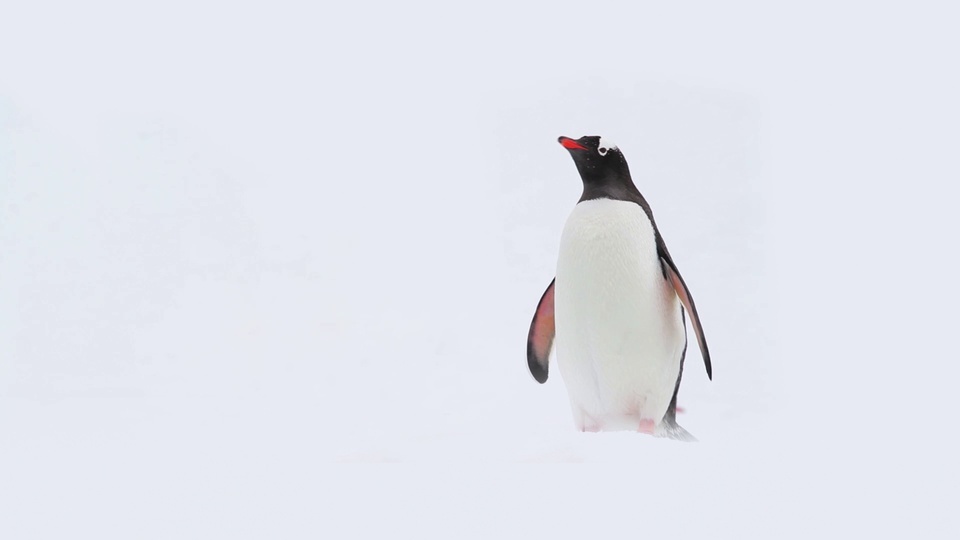 Cute Penguin