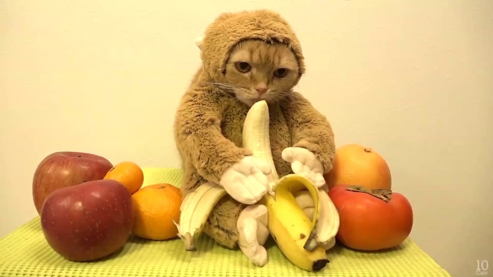 Cute Cat Eats Bananas