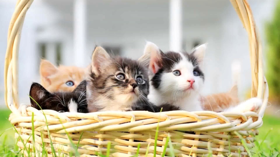 A basket of kittens