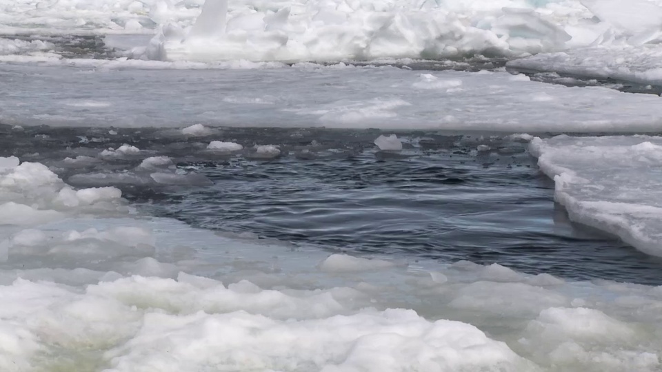 Penguins come ashore