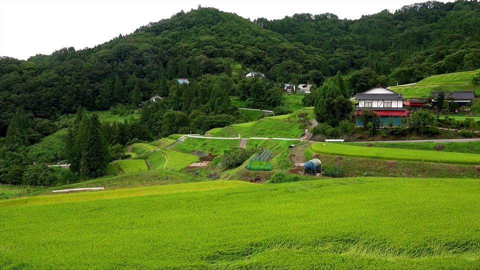 田间