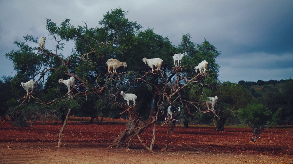 Cabras nas árvores