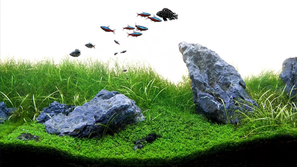 Green Aquarium