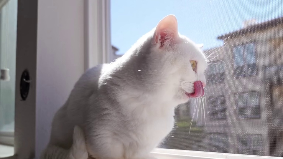 The cat on the windowsill