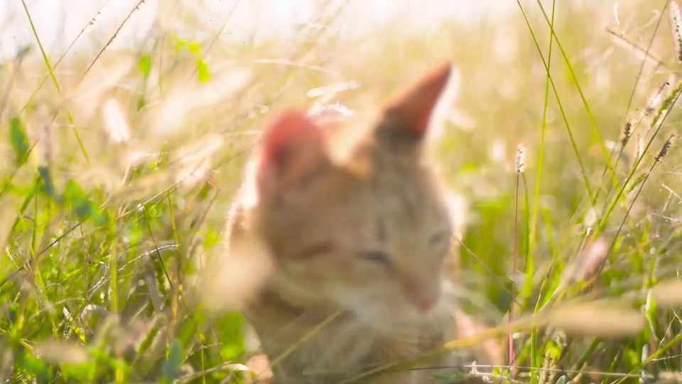 阳光下的猫咪