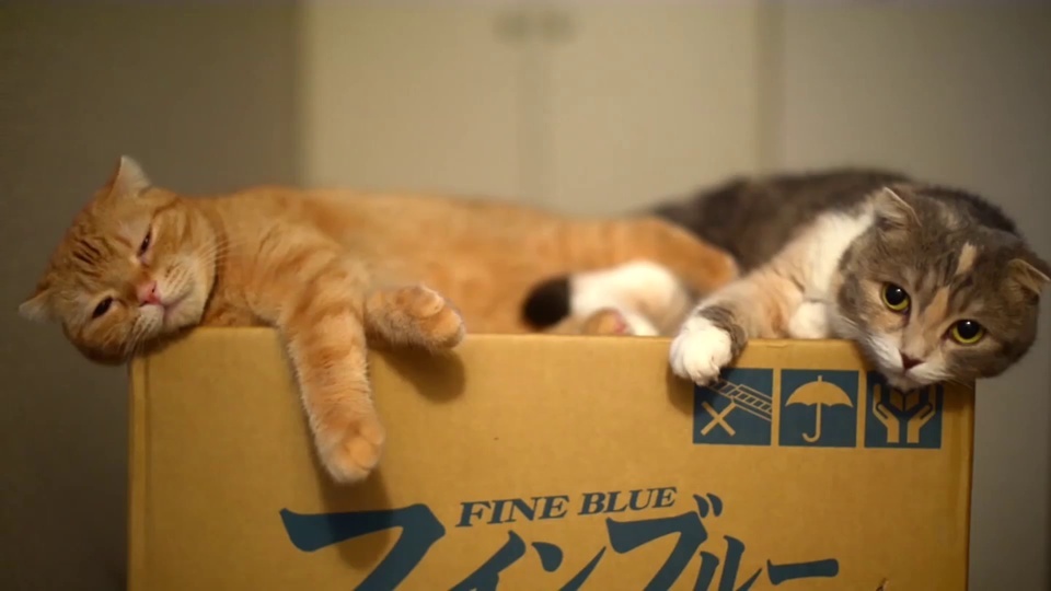 The kitten on the box