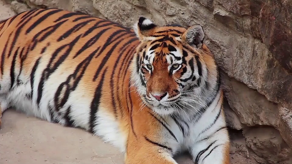 Tiger, the king of the mountains