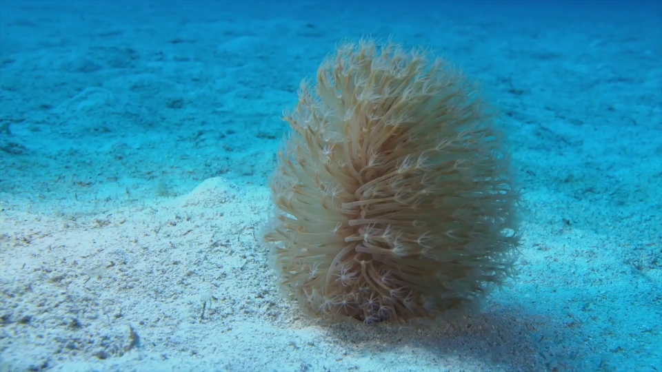 海洋生物