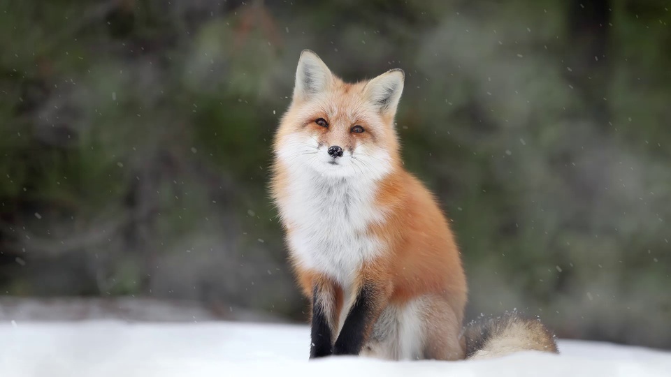 Snow fox