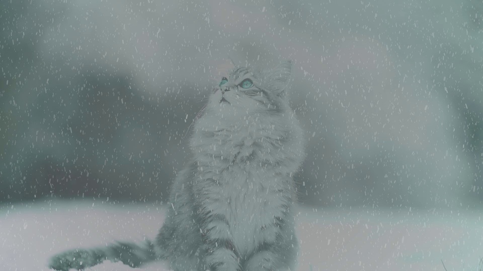 Meow in Snow