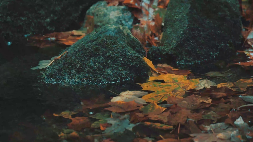 Fallen leaves in water