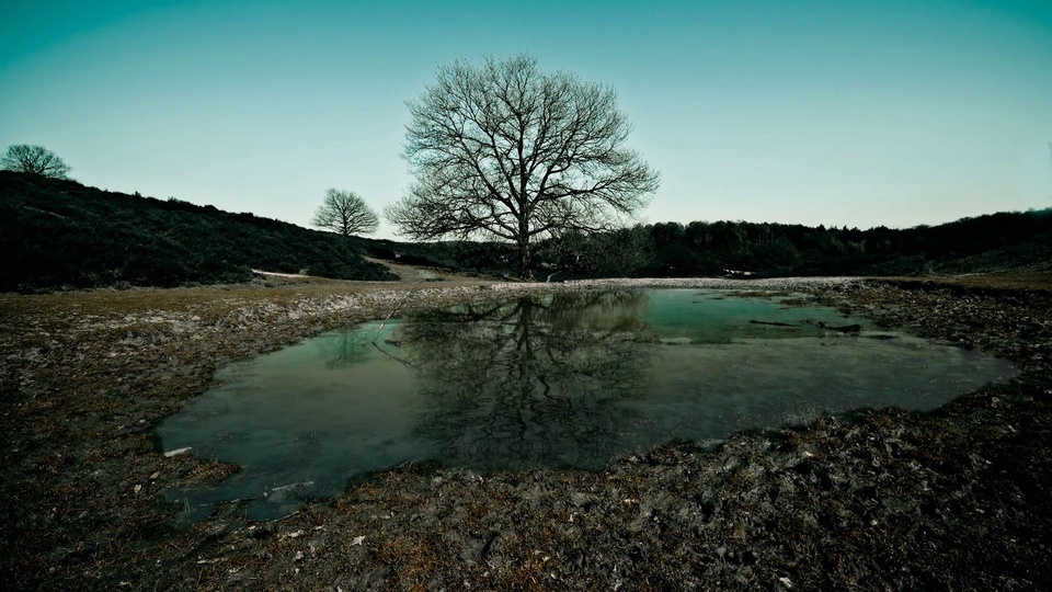 Trees in the wilderness