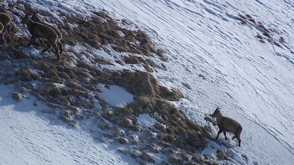 Antelope da Montanha da Neve