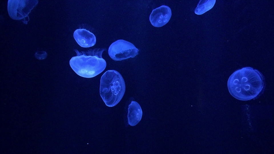 Deep sea jellyfish