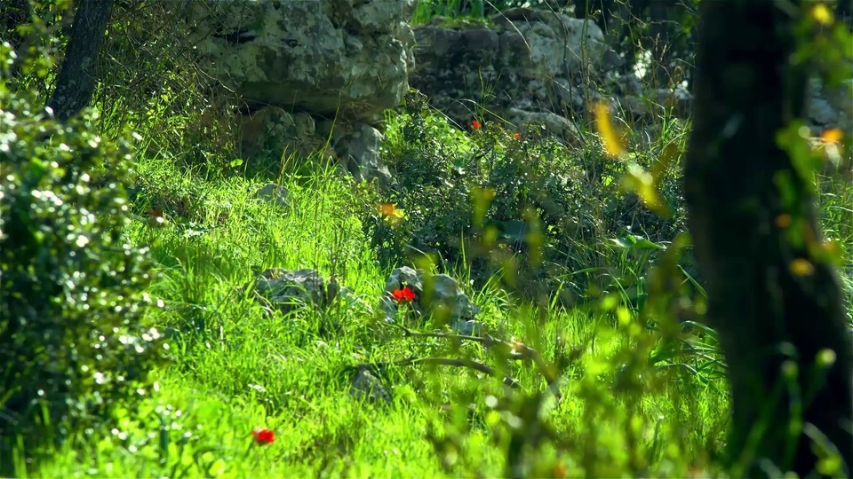 Prados verdes